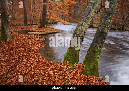 Autumnally foglie e acqua nel Canyon Stein, in Germania, in Baviera, il Parco Nazionale della Foresta Bavarese Foto Stock