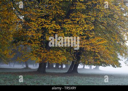 Alberi con colorazione autunnale mentre una mattinata nebbiosa, in Germania, in Baviera, Muenchen Foto Stock