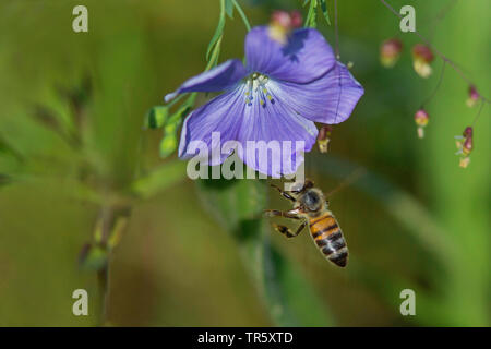 Il miele delle api, hive bee (Apis mellifera mellifera), avvicinandosi ad un fiore di lino, Germania Foto Stock