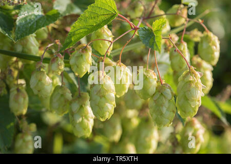 Luppolo (Humulus lupulus), frutta, Germania Foto Stock