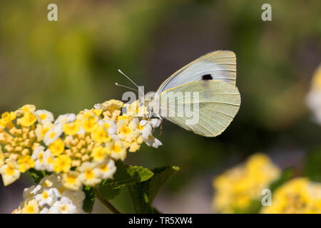 Grande bianco (Sarcococca brassicae), aspirando il nettare a big-sagem Lantana camara, Germania Foto Stock