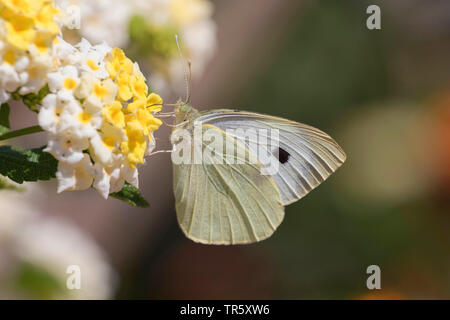 Grande bianco (Sarcococca brassicae), aspirando il nettare a big-sagem Lantana camara, Germania Foto Stock