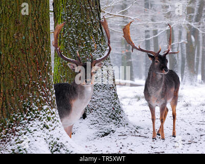 Daini (Dama Dama, Cervus dama), daini in una foresta invernale, Germania, Sassonia Foto Stock