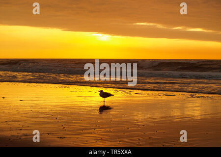 Sea Gull sulla spiaggia del Mare del Nord al tramonto, Paesi Bassi, Zandvoort Foto Stock