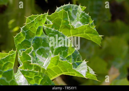 Beata milkthistle, cardo mariano, cardo (Silybum marianum, Carduus Marianus), foglia, Germania Foto Stock