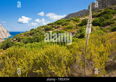 Squill bianco, mare squill (urginea maritima, Drimia maritima), che fiorisce in garighe, Spagna, Balearen, Maiorca Foto Stock