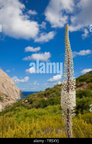 Squill bianco, mare squill (urginea maritima, Drimia maritima), che fiorisce in garighe, Spagna, Balearen, Maiorca Foto Stock