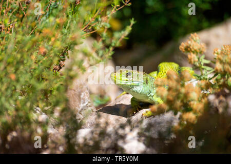 Ocellated lizard, Ocellated ramarro, Eyed lizard, Jewelled lizard (Timon lepidus, Lacerta lepida), seduto su un albero, Spagna Foto Stock