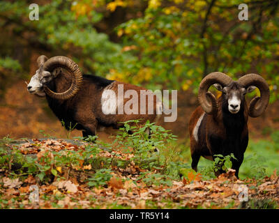 Muflone (Ovis musimon, Ovis gmelini musimon, Ovis orientalis musimon), due montoni in piedi in una foresta autunnale, vista frontale, Germania, Sassonia Foto Stock