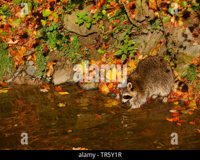 Procione comune (Procione lotor), in corrispondenza di un ruscello in autunno, in vista laterale, in Germania, in Baviera Foto Stock