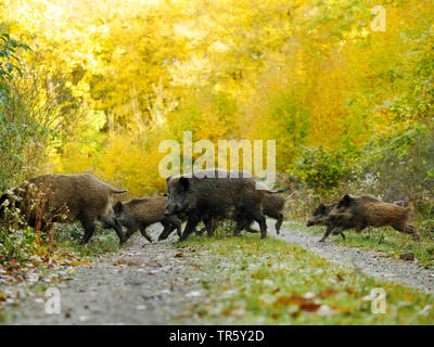 Il cinghiale, maiale, il cinghiale (Sus scrofa), la sirena attraversando un percorso di foresta in una foresta autunnale, vista laterale, GERMANIA Baden-Wuerttemberg Foto Stock