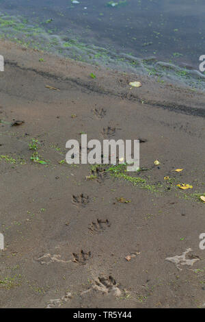 Unione Lontra di fiume, Lontra europea, lontra (Lutra lutra), le tracce nel fango da the Waterside, Germania Foto Stock