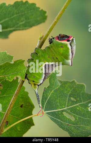 Puss Moth (Cerura vinula, Dicranura vinula), Caterpillar a mangiare pioppo tremante, vista laterale, Germania Foto Stock