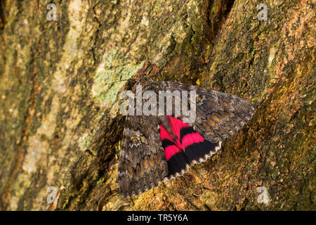 Dark crimson underwing (Catocala sponsa), inago seduti sulla corteccia, Germania Foto Stock