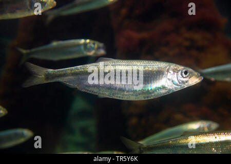 Le aringhe atlantico Aringa (digby, mattie, fatta scorrere, yawling, mare Aringa (Clupea harengus), scuola di Hering Foto Stock