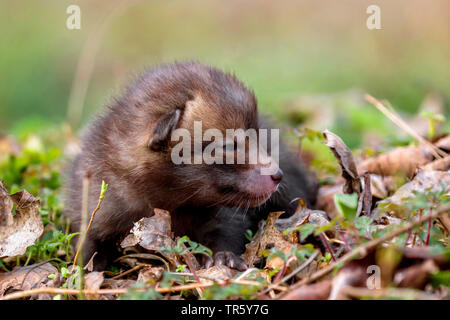 Red Fox (Vulpes vulpes vulpes), indifesi fox cub giacente sul suolo della foresta, in Germania, in Baviera, Niederbayern, Bassa Baviera Foto Stock