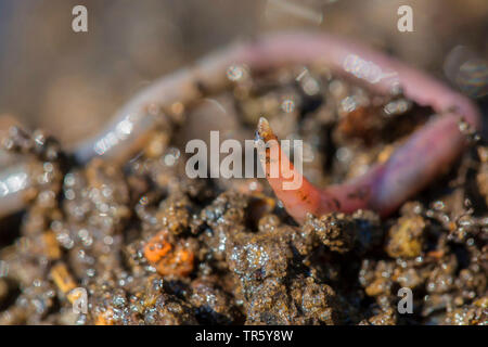 Red lombrico, red worm (Lombrico rubellus), che si muovono sul suolo bagnato, in Germania, in Baviera, Niederbayern, Bassa Baviera Foto Stock