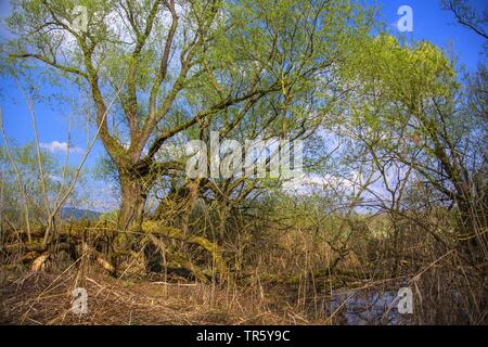 Alberi sulla riva del fiume in primavera, in Germania, in Baviera, Niederbayern, Bassa Baviera Foto Stock