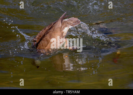 Rosso-crested pochard (Netta rufina), femmina prendendo una testata in acqua, in Germania, in Baviera, Alta Baviera, Baviera superiore Foto Stock