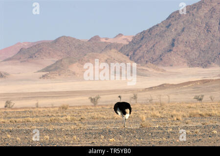 (Struzzo Struthio camelus), nel deserto, Namibia, Sossusvlei, Namib Naukluft National Park Foto Stock