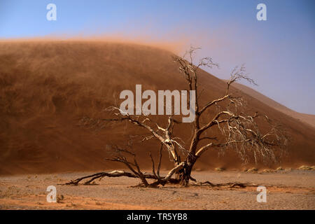 Camel thorn, giraffe thorn (Acacia erioloba), albero morto nella parte anteriore di una duna di sabbia, Namibia, Sossusvlei, Namib Naukluft National Park Foto Stock