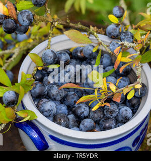 Prugnolo, sloe (Prunus spinosa, le bacche vengono raccolte, Germania Foto Stock