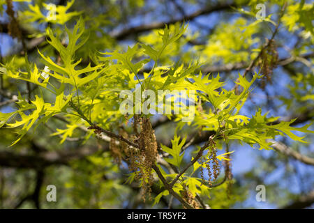 Pin oak, palude spagnolo quercia (Quercus palustris) ramo in fiore con foglie fresche Foto Stock