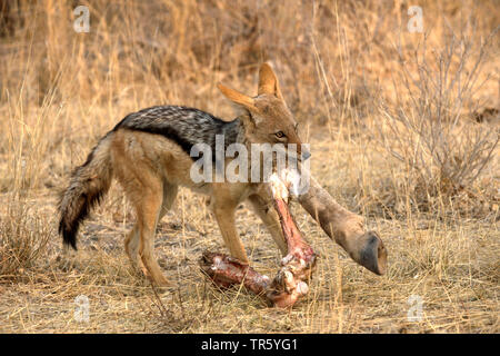 Nero-backed jackal (Canis mesomelas) con parte di un cadavere nel muso, Namibia, Parco Nazionale Etosha Foto Stock