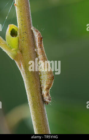 Crema-delimitata pisello verde (Earias clorana, Phalaena clorana), Caterpillar mangiare a Willow, Germania Foto Stock