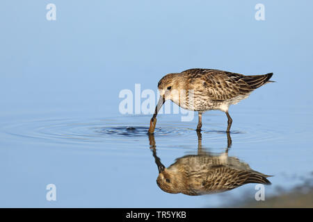 Dunlin (Calidris alpina), alimentazione su un verme in spiaggia, Andalusia, Bolonia Foto Stock