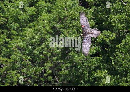 Lammergeier, Gipeto (Gypaetus barbatus), volare in un canyon, Spagna, Ordesa National Park Foto Stock