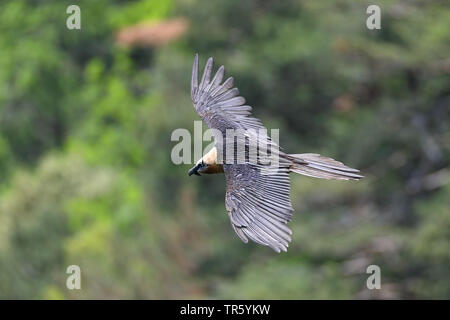 Lammergeier, Gipeto (Gypaetus barbatus), volare in un canyon, Spagna, Ordesa National Park Foto Stock