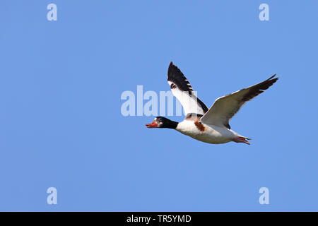 Shelduck comune (Tadorna tadorna), femmina volanti, Paesi Bassi, Texel Foto Stock