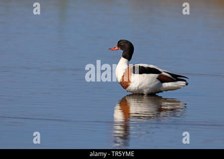 Shelduck comune (Tadorna tadorna), femmina in piedi in acqua, Paesi Bassi, Texel Foto Stock