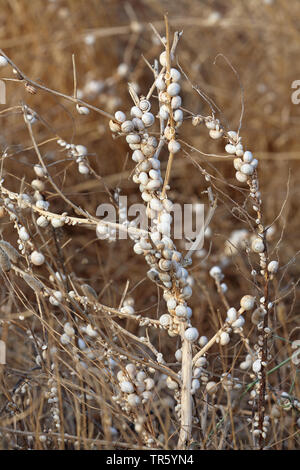 Lumaca sandhill, bianco gardensnail, Mediterraneo lumaca di sabbia, Mediterraneo bianco (lumaca Theba pisana), seduti a piante, Andalusia Foto Stock
