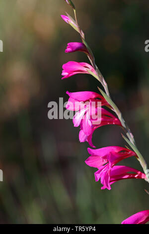 Gladiolus (Gladiolus spec.), infiorescenza, Spagna Aragona, Morrano Foto Stock