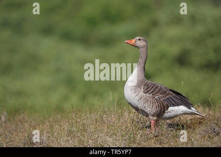 Graylag goose (Anser anser), in piedi su una duna, Paesi Bassi, Texel Foto Stock