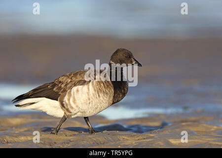 Brent goose (Branta bernicla hrota, Branta hrota), passeggiate sulla spiaggia, STATI UNITI D'AMERICA, Florida, Fort Myers Beach Foto Stock