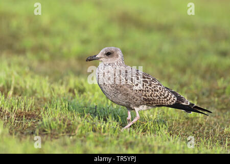 Lesser black-backed gull (Larus fuscus), in capretti piumaggio in un prato, vista laterale, Paesi Bassi, Frisia Foto Stock