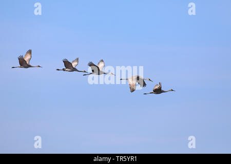 Sandhill gru (Grus canadensis, Antigone canadensis), volare group, STATI UNITI D'AMERICA, Florida, Paynes Prairie preservare Foto Stock