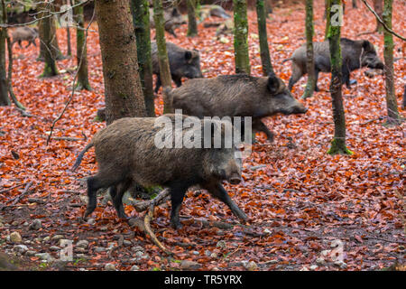 Il cinghiale, maiale, il cinghiale (Sus scrofa), allevamento di cinghiale acceso attraverso la foresta, in Germania, in Baviera Foto Stock