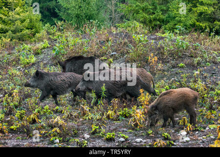 Il cinghiale, maiale, il cinghiale (Sus scrofa), allevamento di cinghiale acceso tramite la cancellazione, in Germania, in Baviera Foto Stock