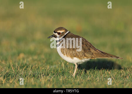 Killdeer plover (Charadrius vociferus), seduto a terra, USA, Florida, Sarasota Foto Stock