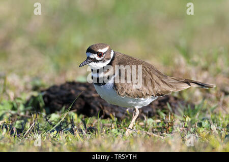 Killdeer plover (Charadrius vociferus), seduto su un pascolo, STATI UNITI D'AMERICA, Florida, Sarasota Foto Stock