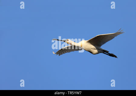 White spatola (Platalea leucorodia), volare, Paesi Bassi, Texel Foto Stock