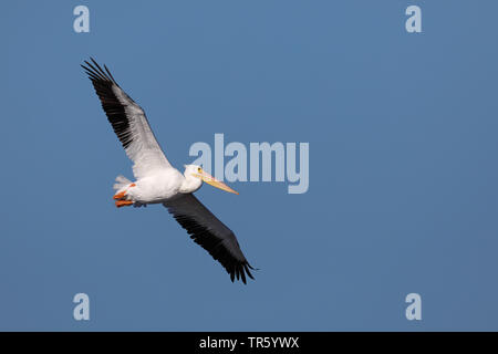 Americano bianco pellicano (Pelecanus erythrorhynchos), volare, STATI UNITI D'AMERICA, Florida, Sanibel Island Foto Stock