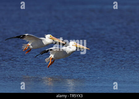 Americano bianco pellicano (Pelecanus erythrorhynchos), due pellicani atterraggio su acqua, STATI UNITI D'AMERICA, Florida, Sanibel Island Foto Stock