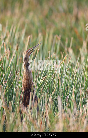 American Tarabuso (Botaurus lentiginosus), posizione di post in canna, STATI UNITI D'AMERICA, Florida, Gainesville, Sweetwater zone umide Foto Stock