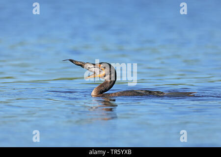 Double-crested cormorano (Phalacrocorax auritus), gulping un pesce, STATI UNITI D'AMERICA, Florida, Myakka Parco Nazionale Foto Stock