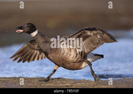 Black brant (Branta bernicla nigricans, Branta nigricans), partendo con la lingua fuori, STATI UNITI D'AMERICA, Florida, Fort Myers Beach Foto Stock